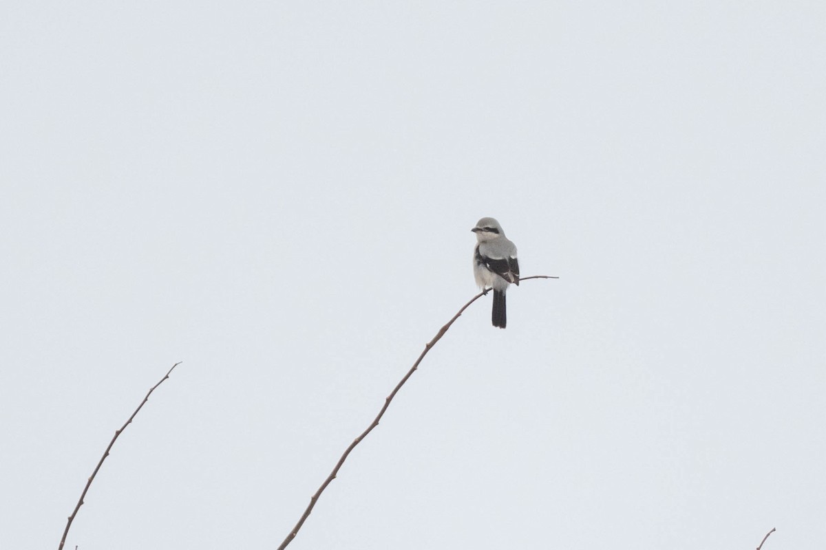 borealvarsler - ML646567096