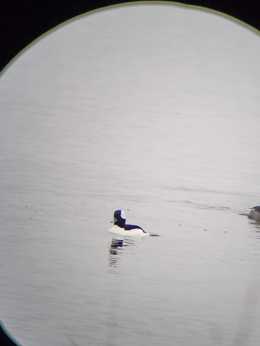 Bufflehead - ML646567099