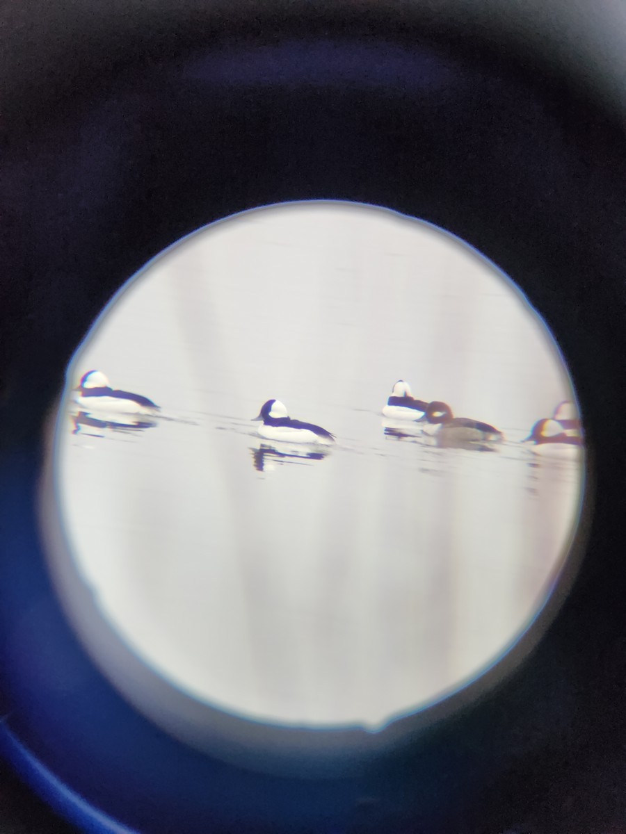 Bufflehead - ML646567100