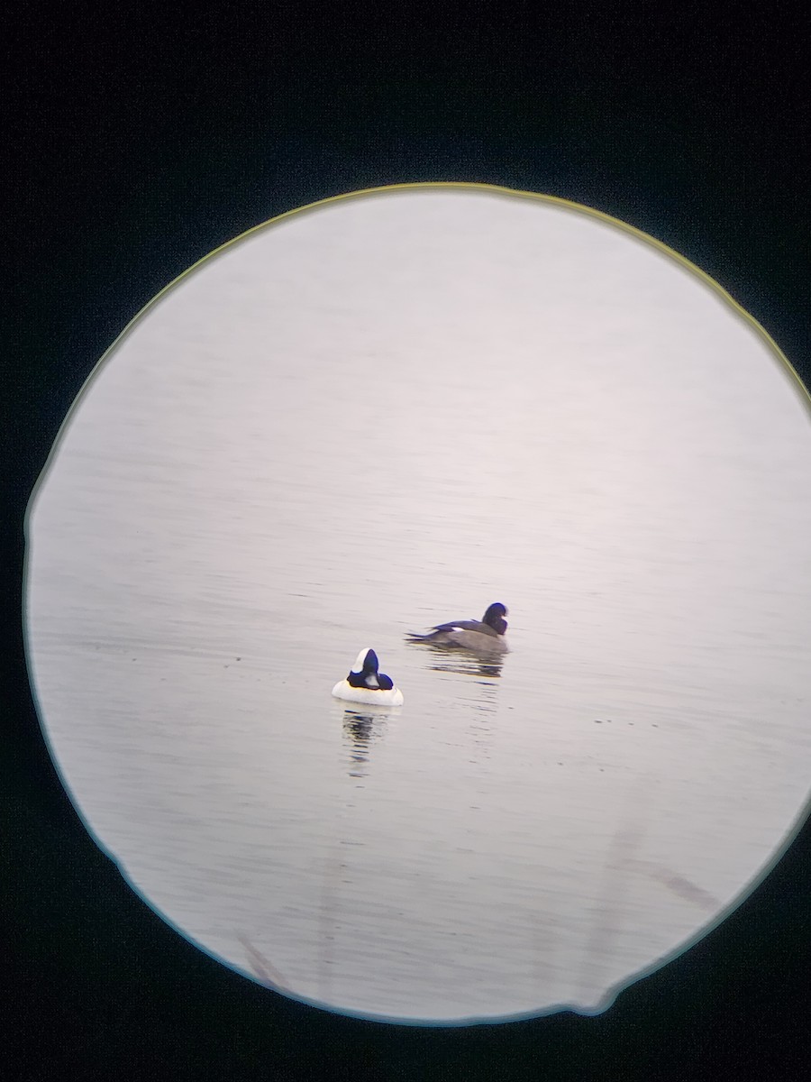 Bufflehead - ML646567102