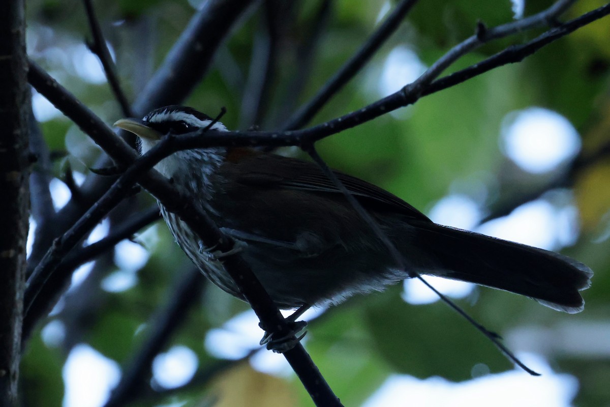 Cimitarra Cuellirrufa - ML646567104