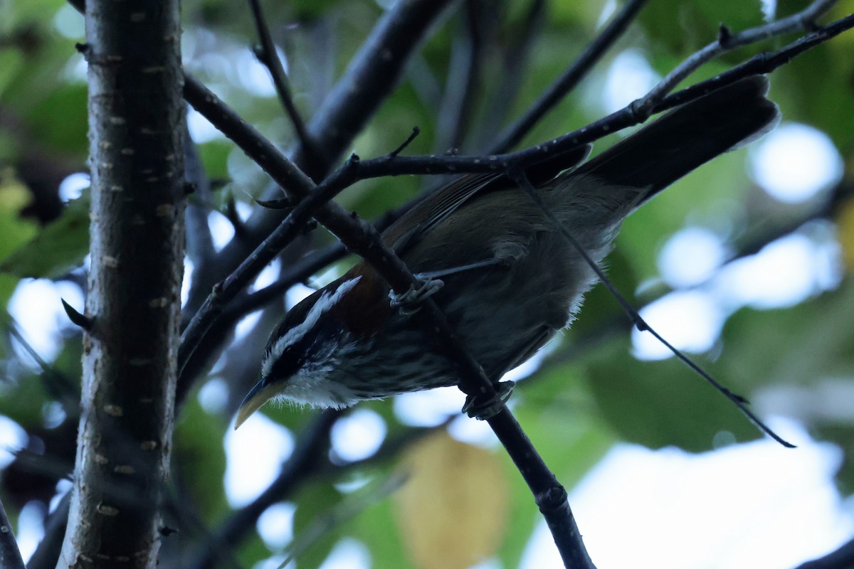 Cimitarra Cuellirrufa - ML646567105