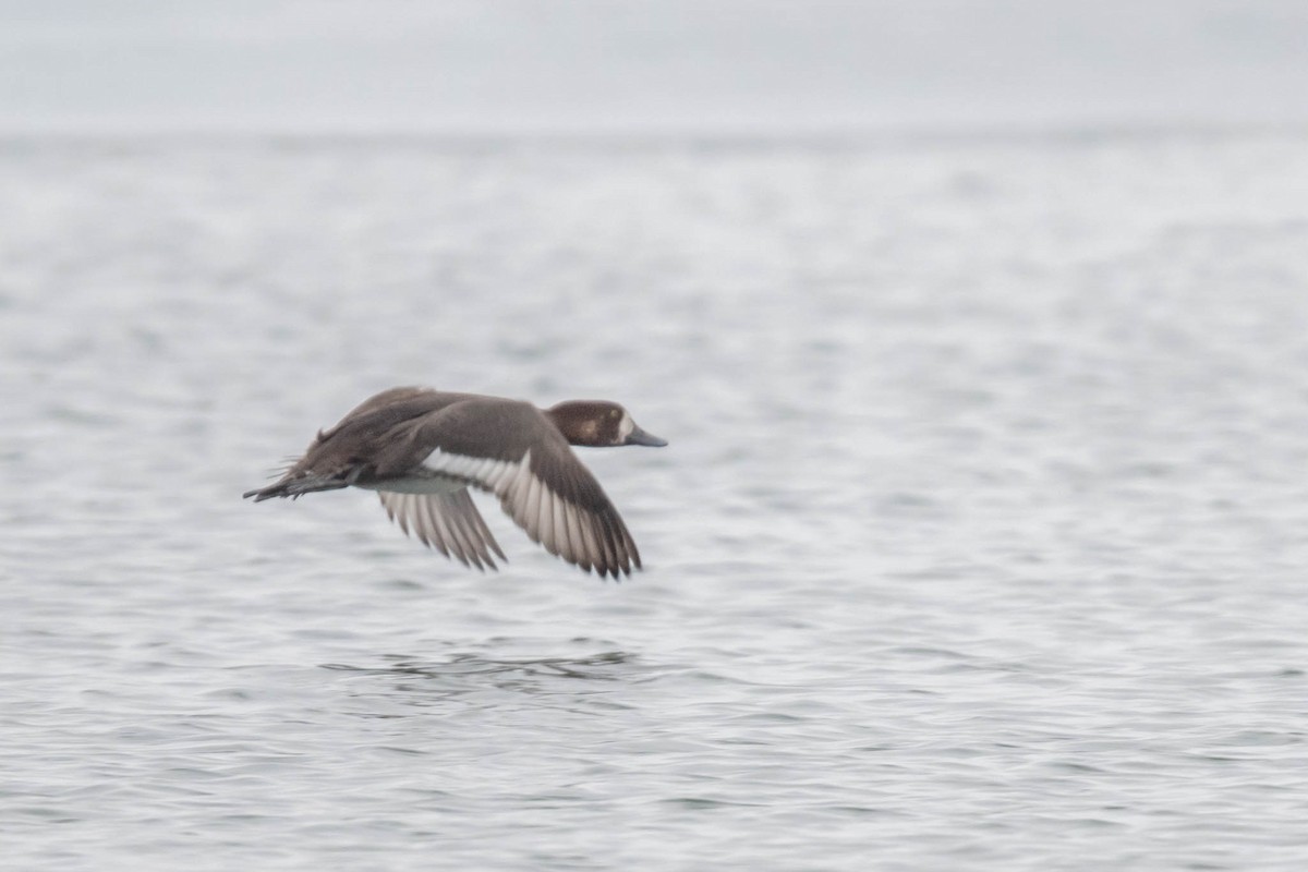 bergand - ML646567107