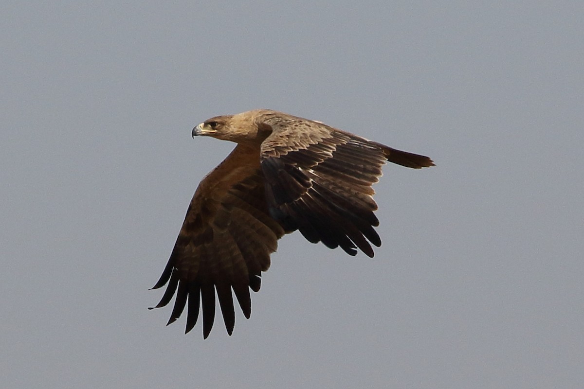 Tawny Eagle - ML646567110
