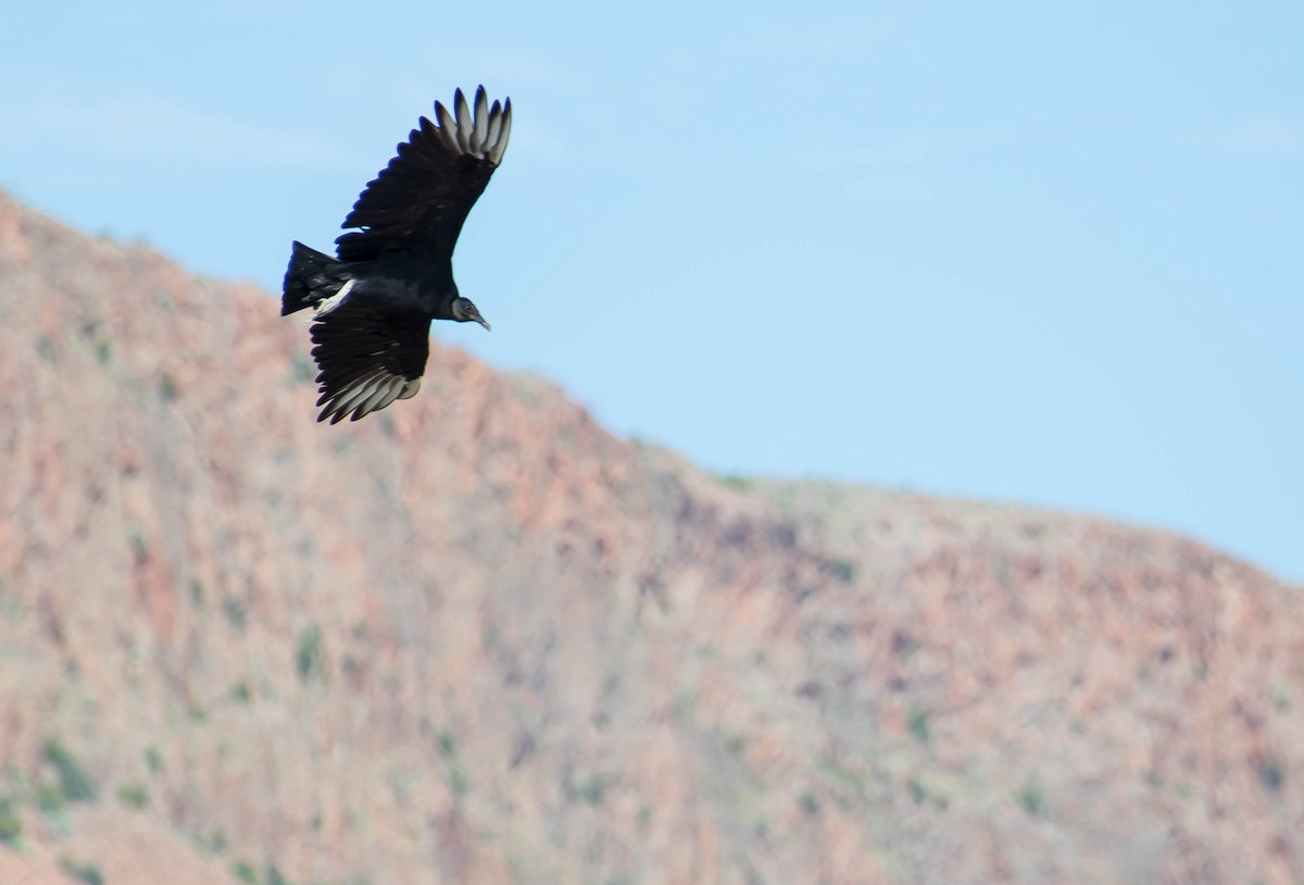 Urubu noir - ML646567111