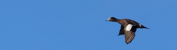 American Wigeon - ML646567113