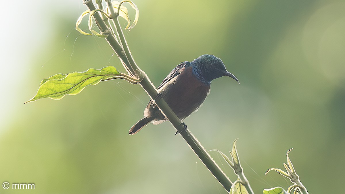 Tiny Sunbird - ML646567114