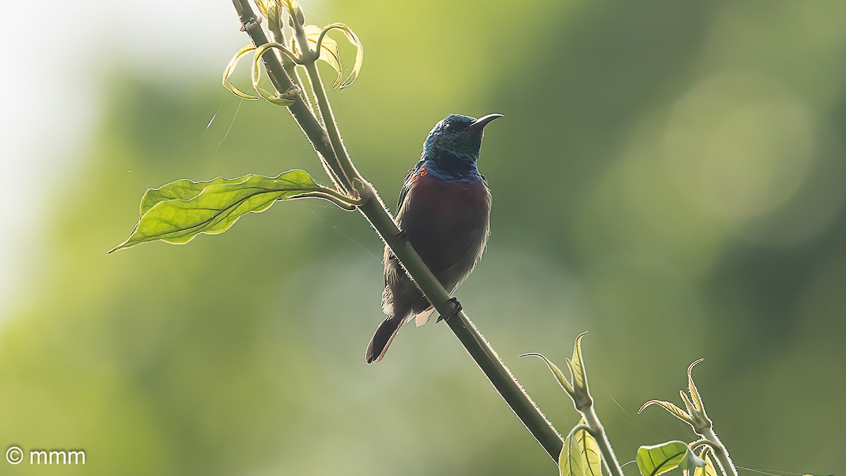 Tiny Sunbird - ML646567115