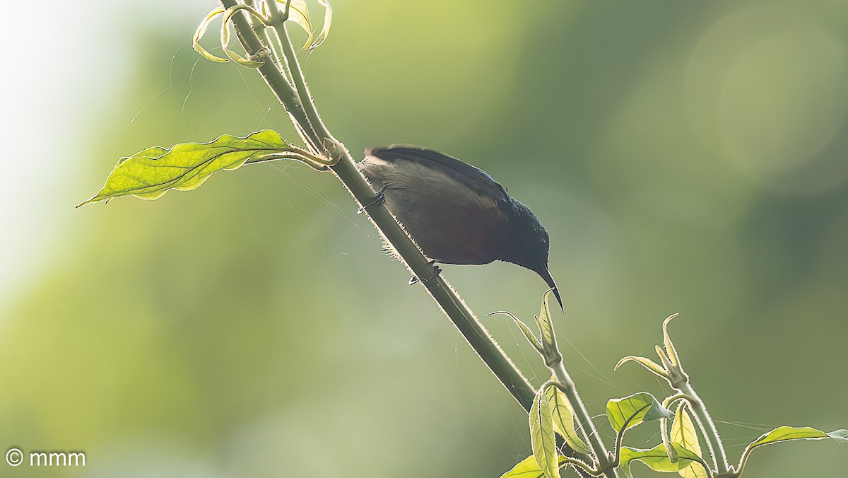 Tiny Sunbird - ML646567116