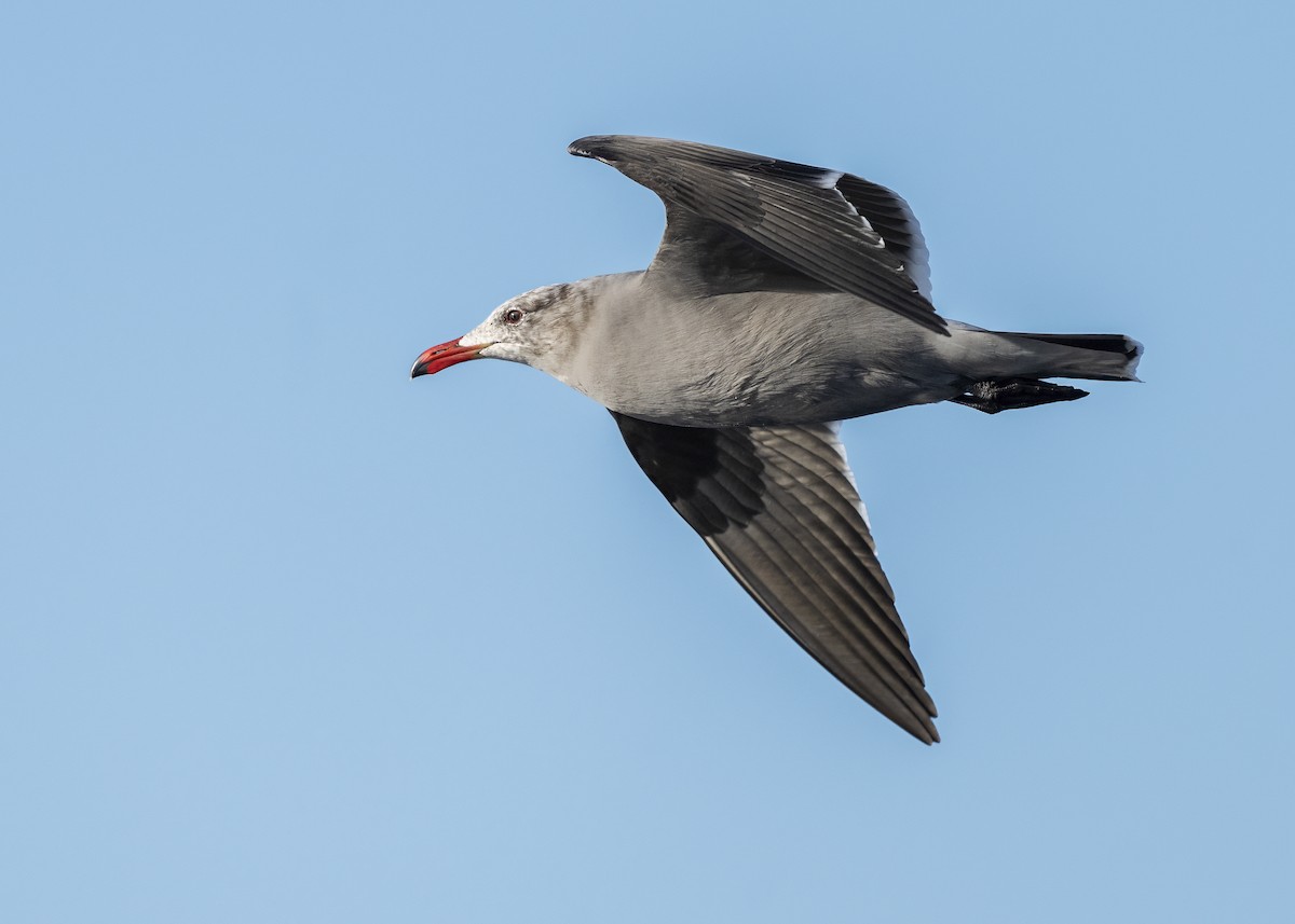 Gaviota Mexicana - ML646567119