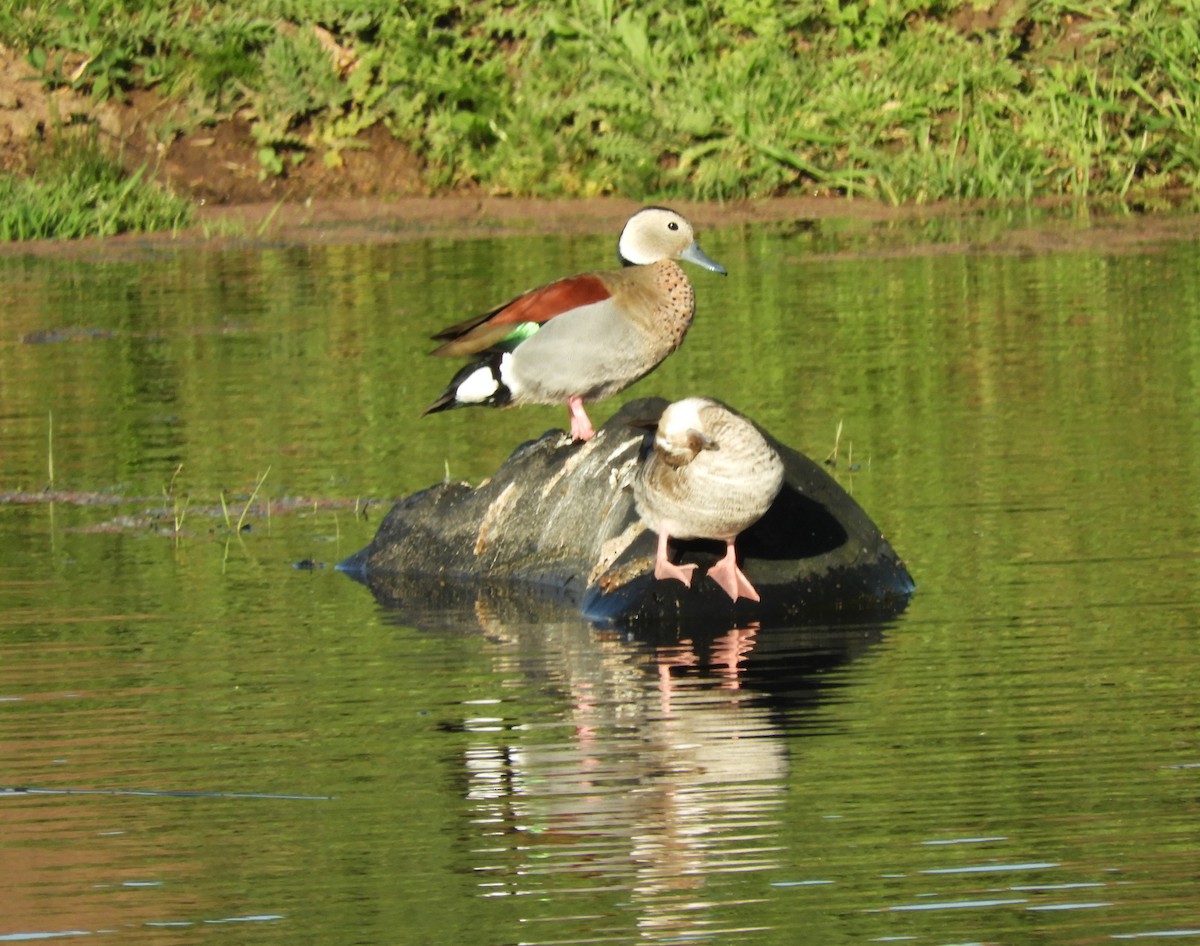 Ringed Teal - ML646567120