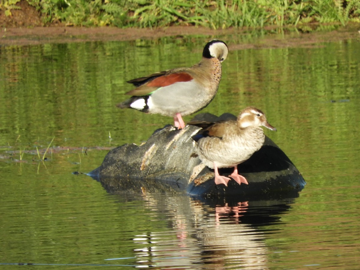 Ringed Teal - ML646567121