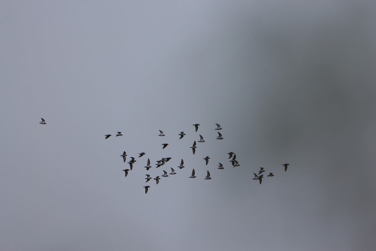 Least Sandpiper - ML646567122