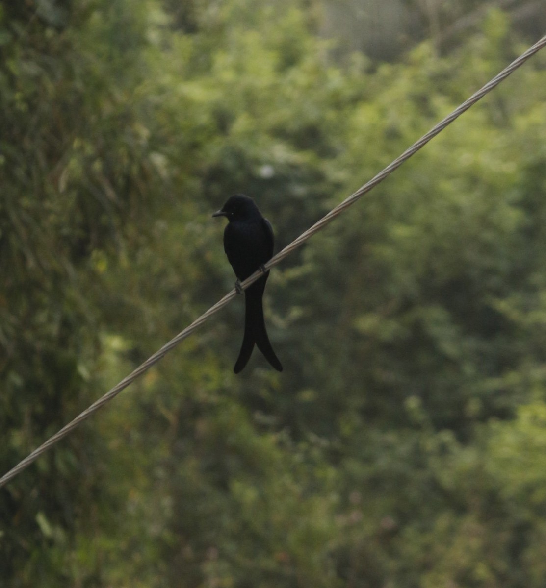 オウチュウ - ML646567123