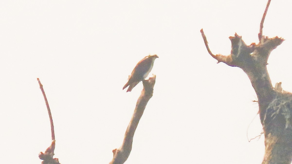 Osprey - ML646567125