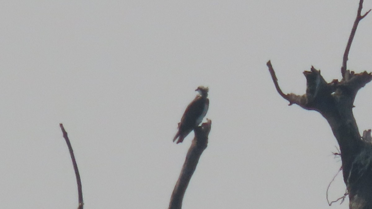 Osprey - ML646567126