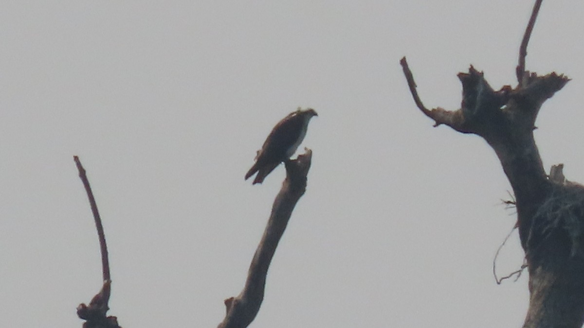 Osprey - ML646567127