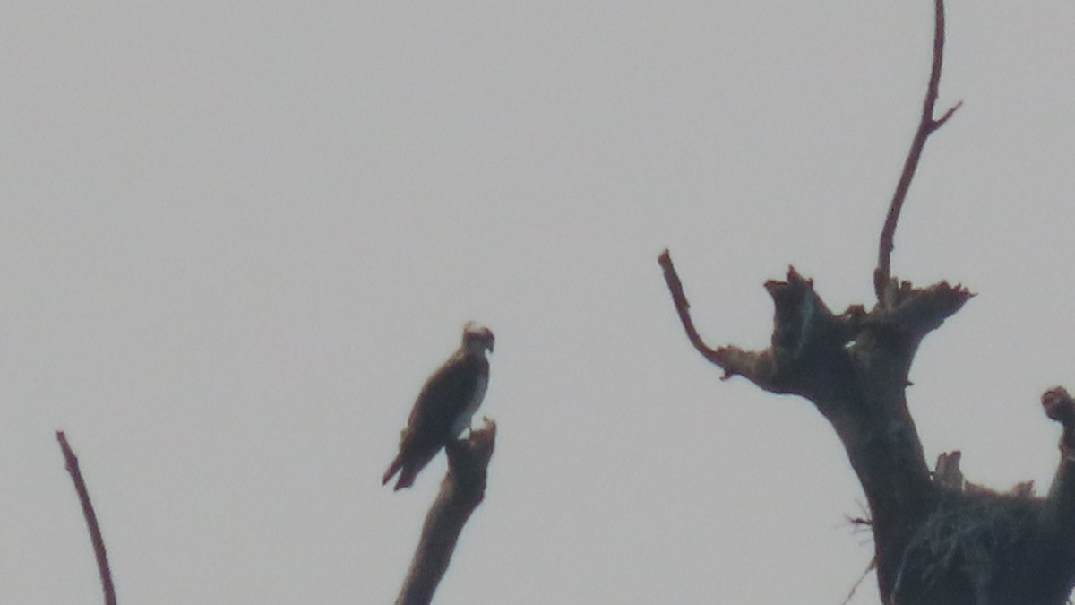 Osprey - ML646567128