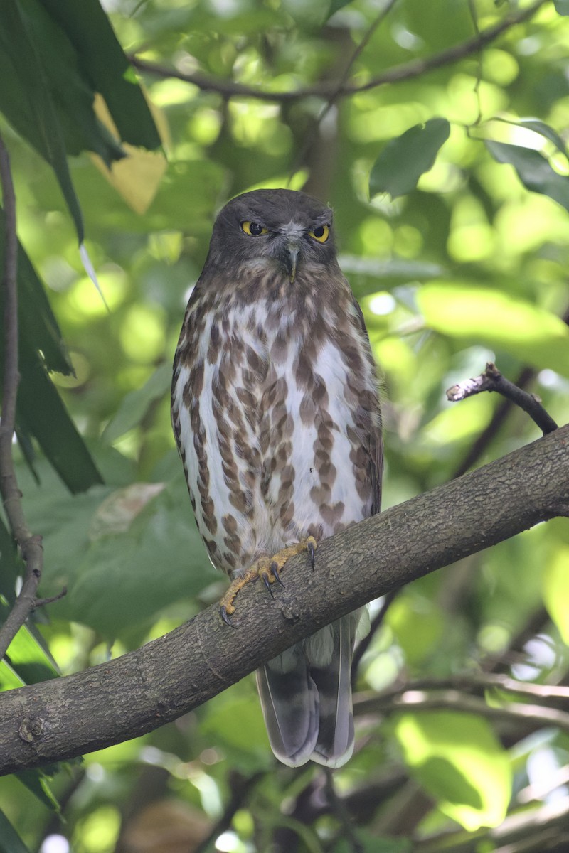 Northern Boobook - ML646567133