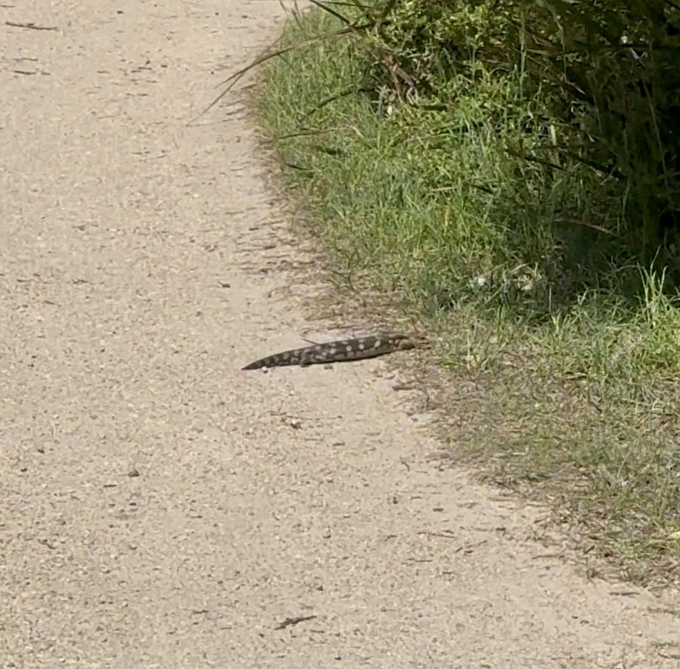 Blotched Bluetongue - ML646567134