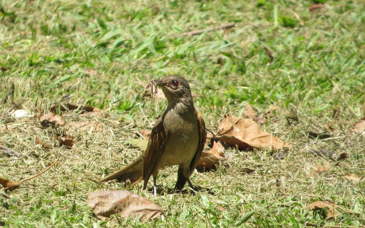Pale-breasted Thrush - ML646567142
