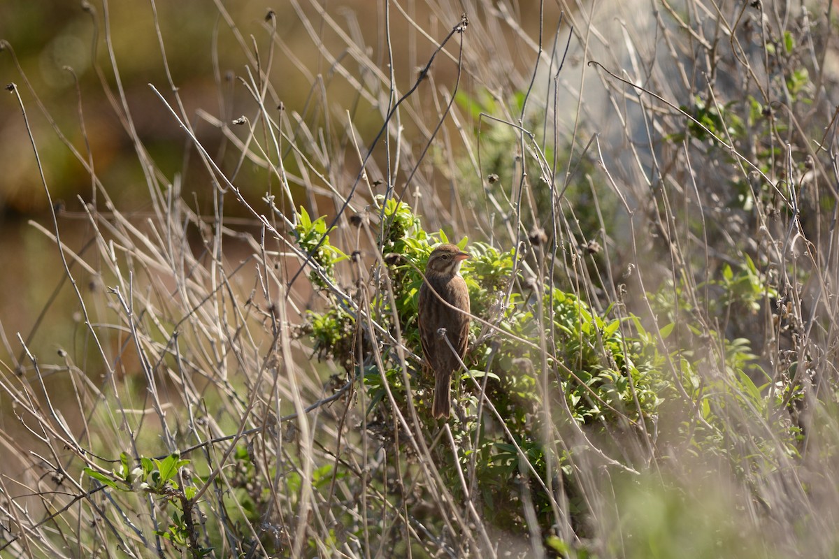 Savannah Serçesi (rostratus/atratus) - ML646567144