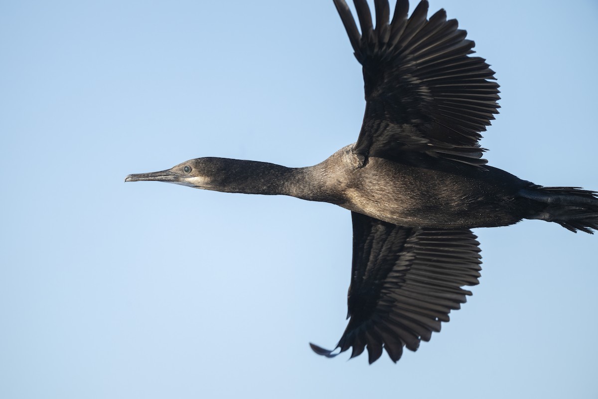 Cormorán Sargento - ML646567145