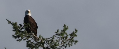 Bald Eagle - ML646567147