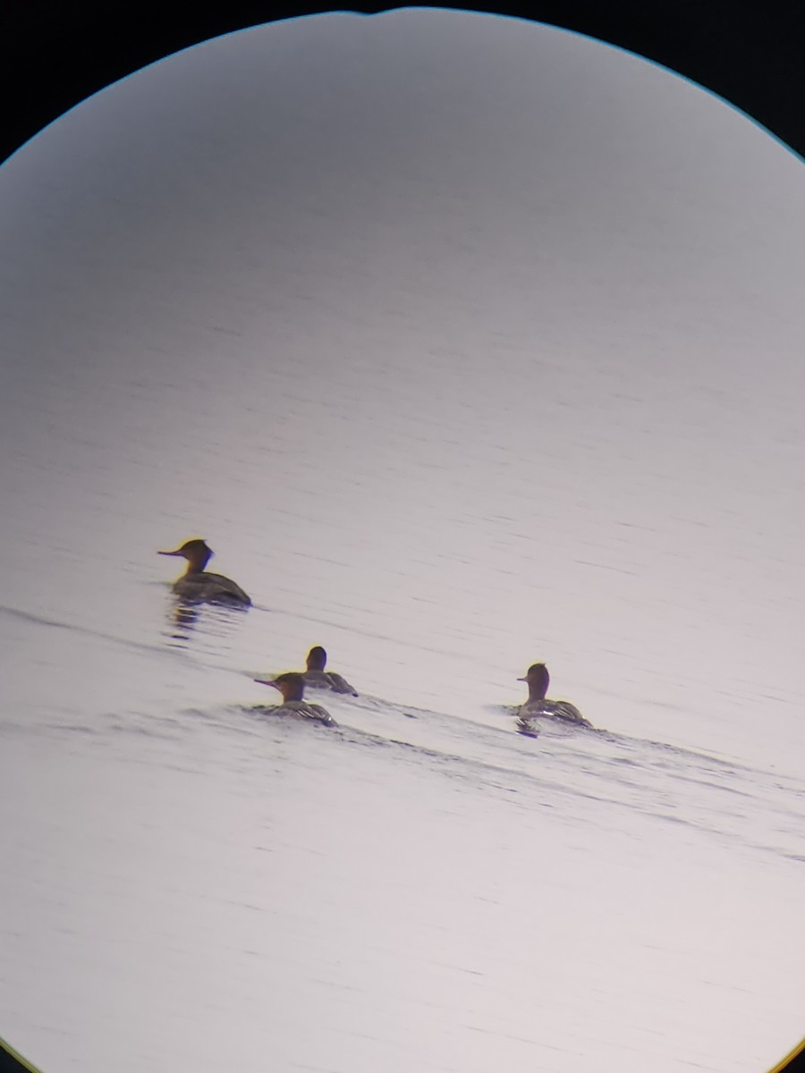 Red-breasted Merganser - ML646567149