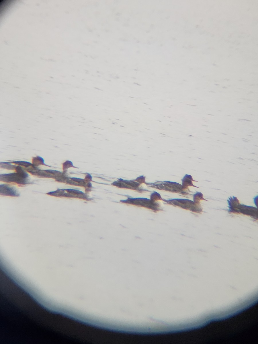 Red-breasted Merganser - ML646567150