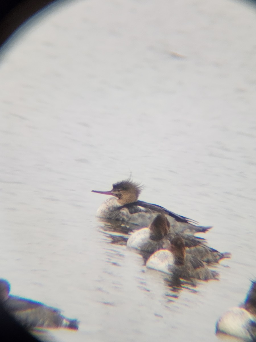 Red-breasted Merganser - ML646567151