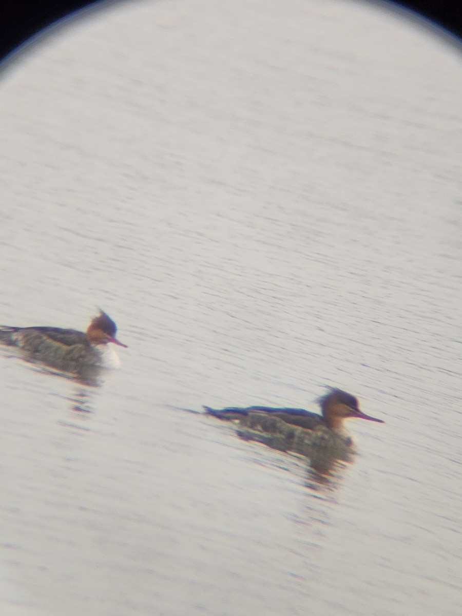Red-breasted Merganser - ML646567152