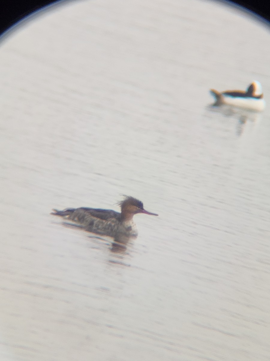 Red-breasted Merganser - ML646567153