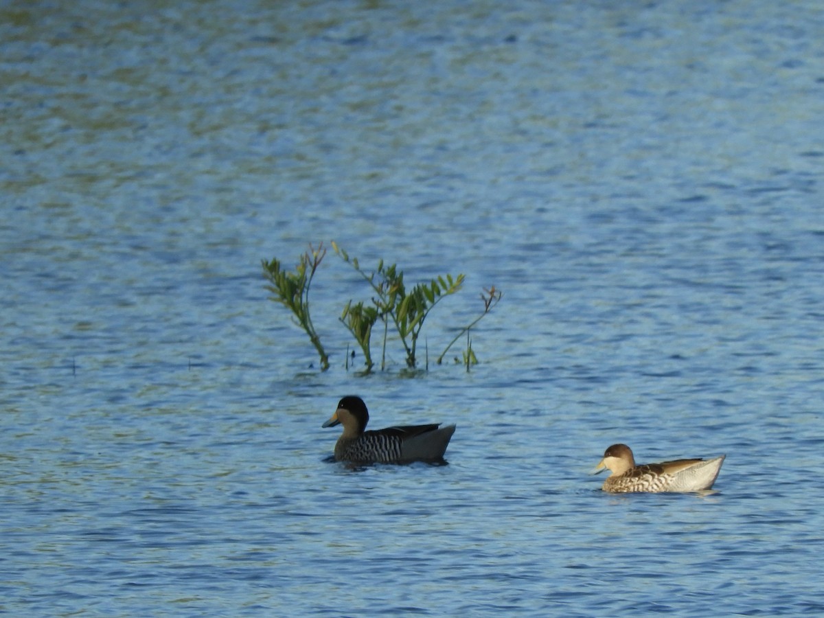 Silver Teal - ML646567154