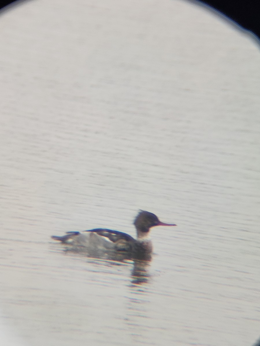 Red-breasted Merganser - ML646567155
