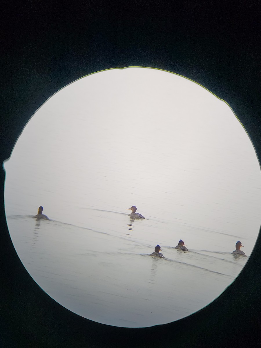 Red-breasted Merganser - ML646567156