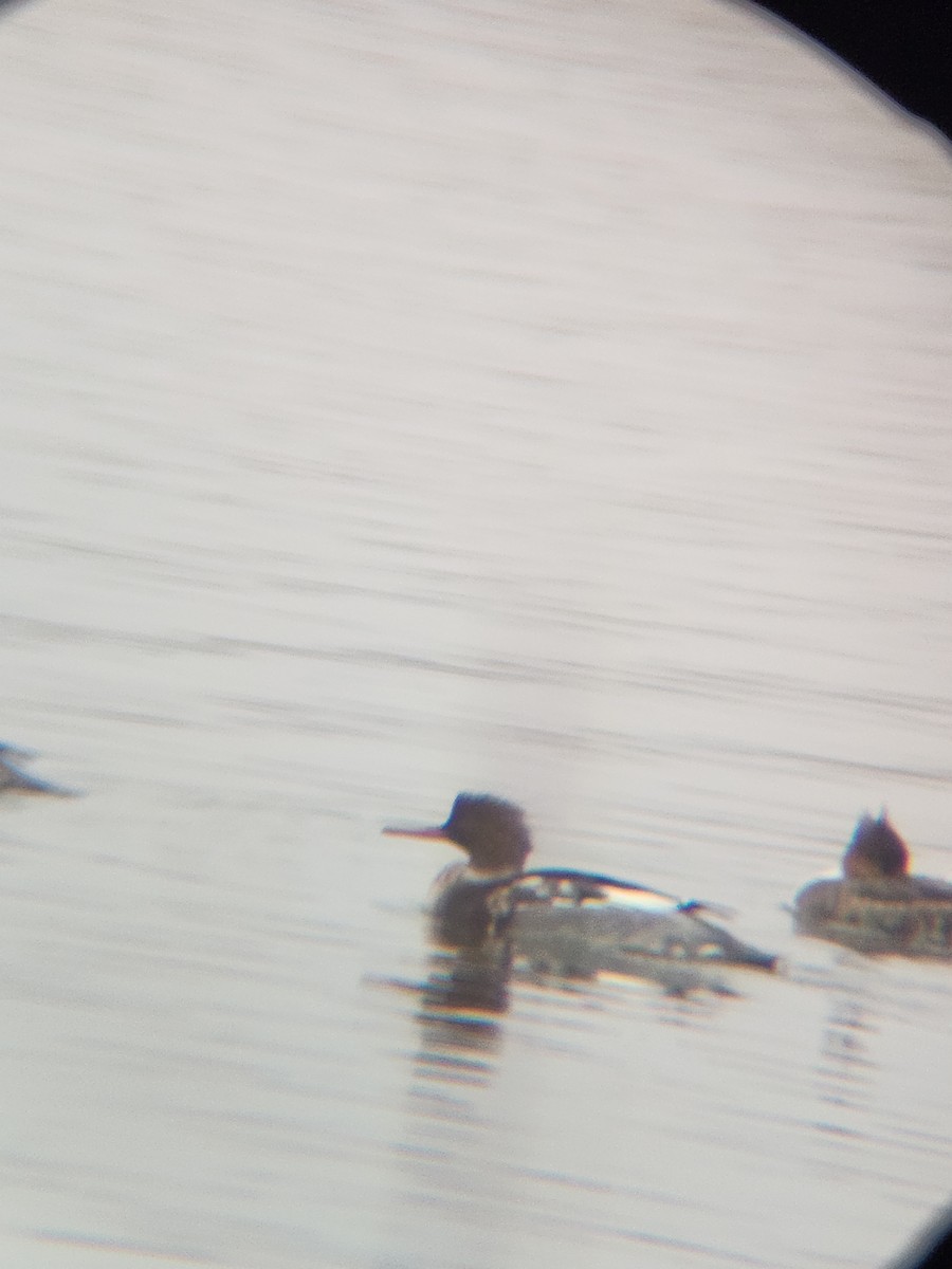 Red-breasted Merganser - ML646567157
