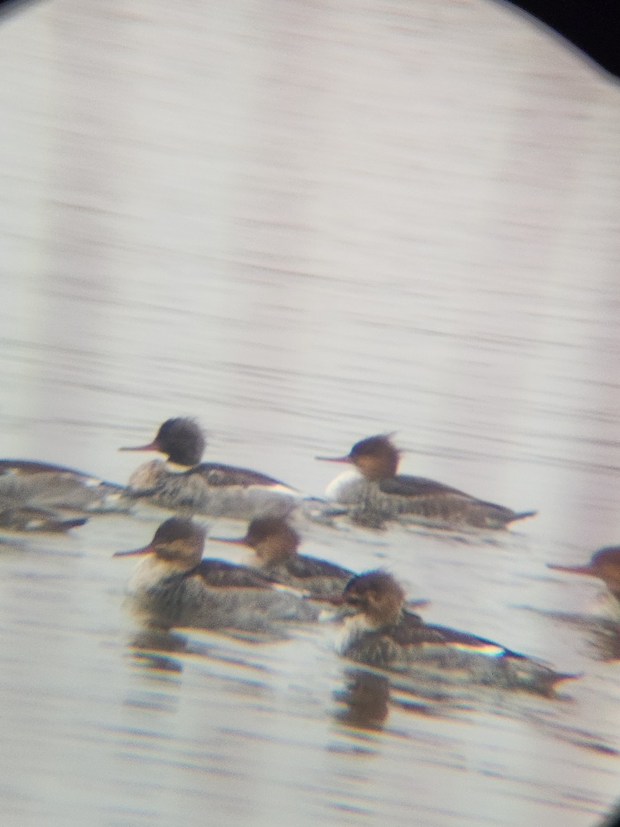 Red-breasted Merganser - ML646567158