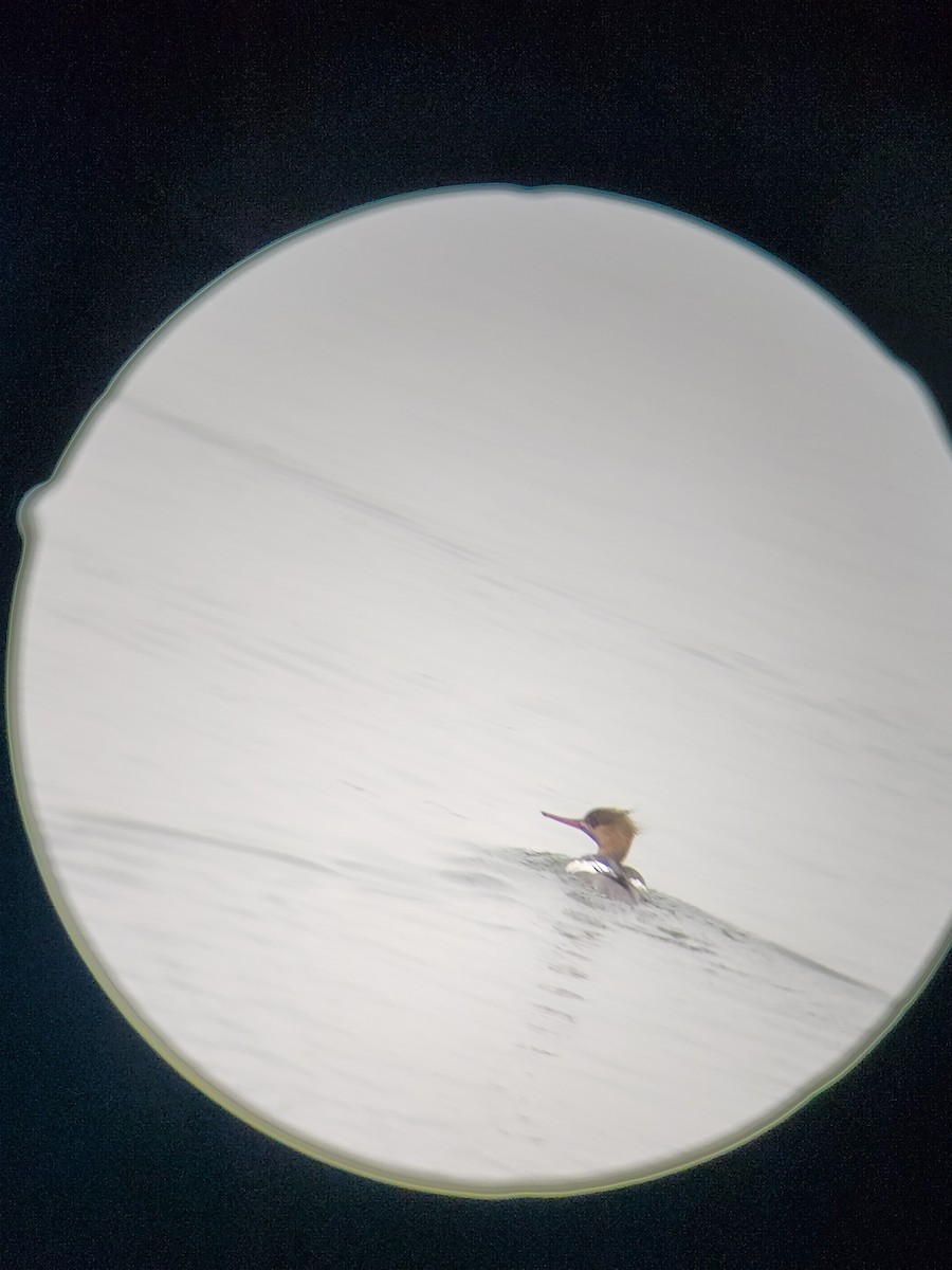 Red-breasted Merganser - ML646567159