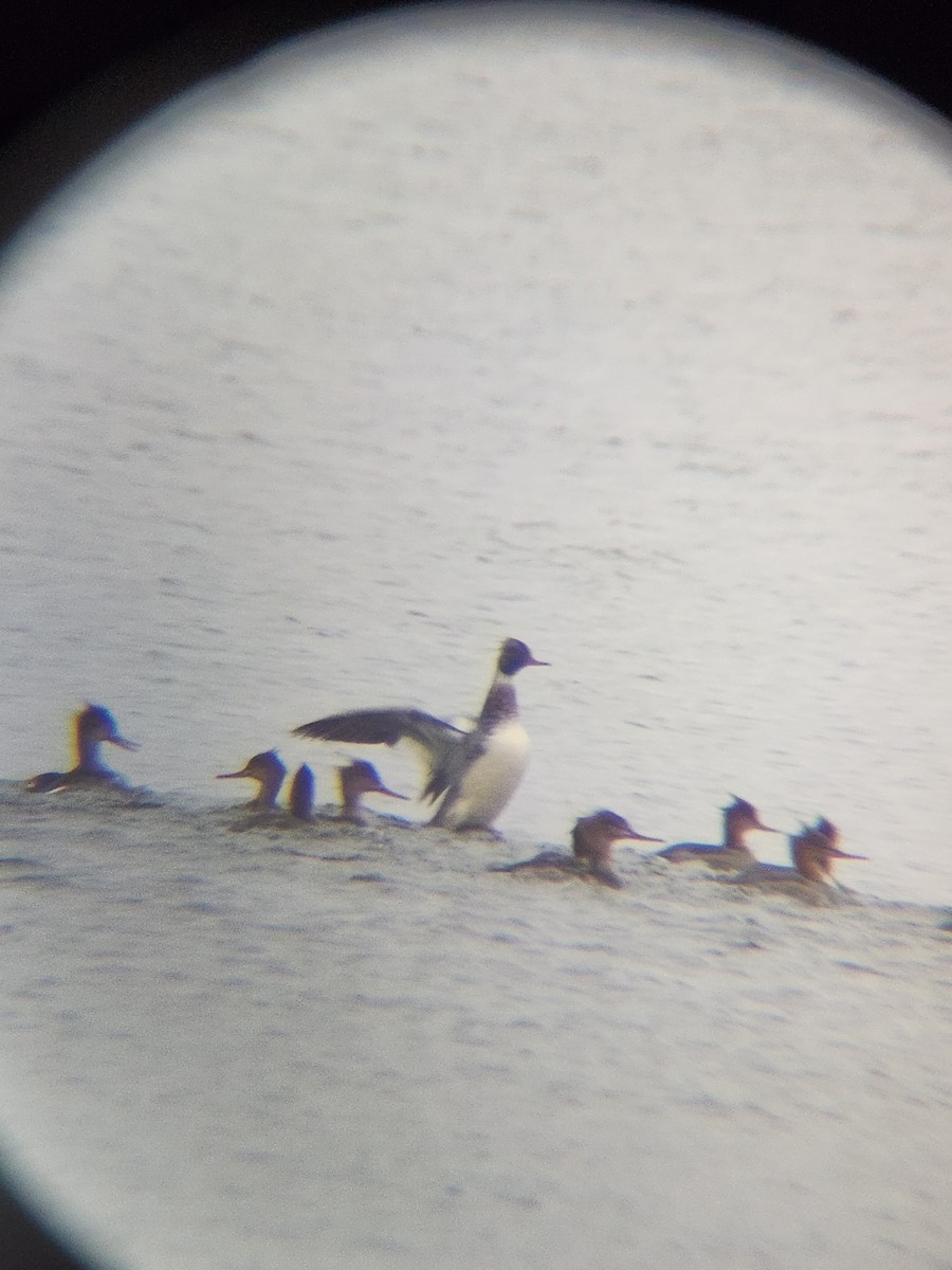 Red-breasted Merganser - ML646567160