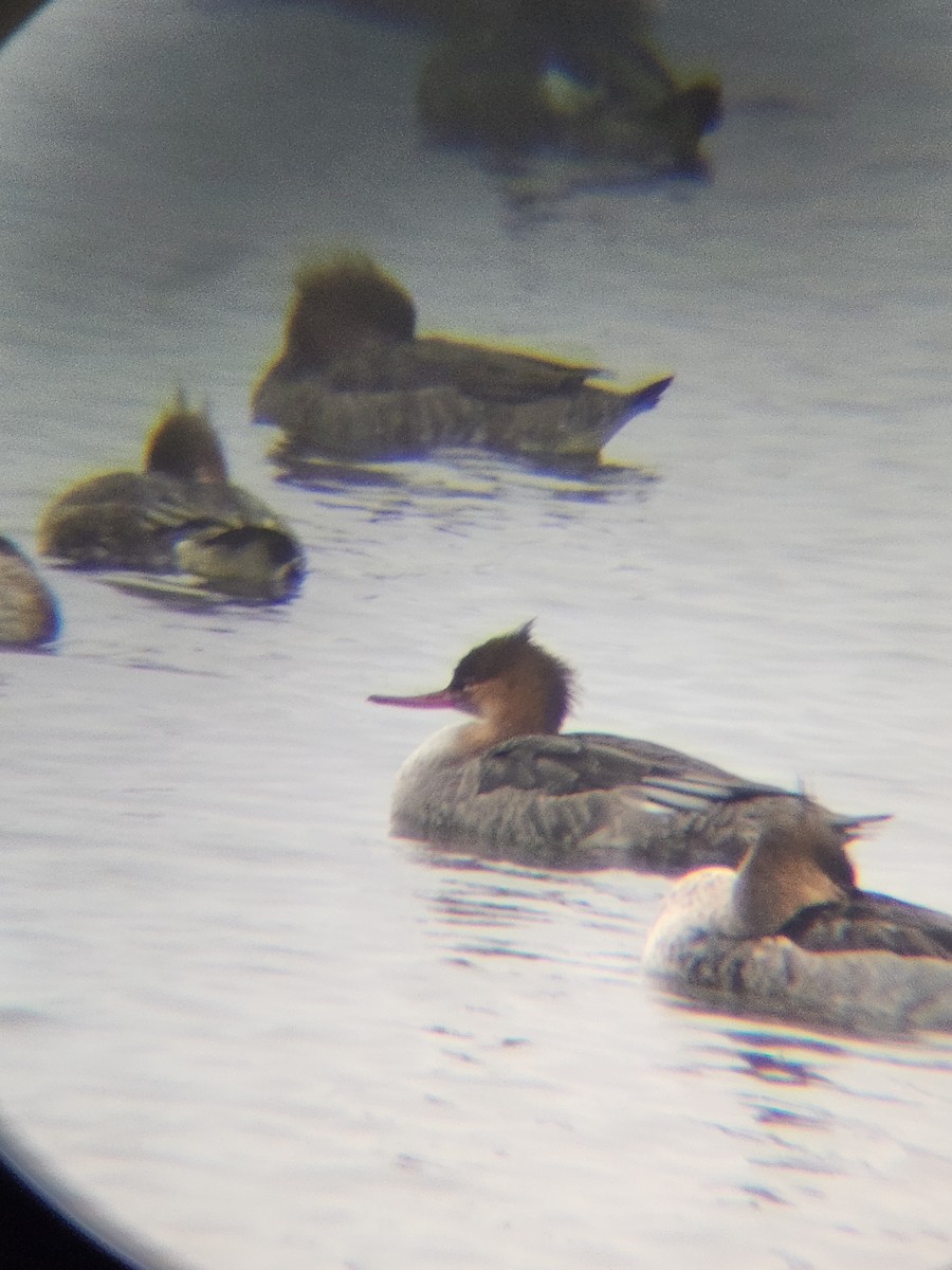 Red-breasted Merganser - ML646567161