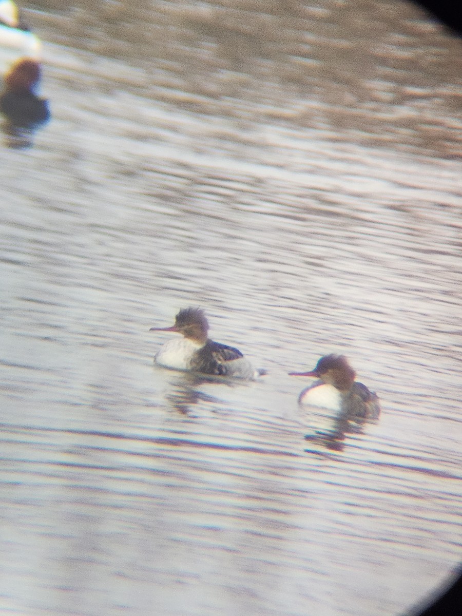 Red-breasted Merganser - ML646567162