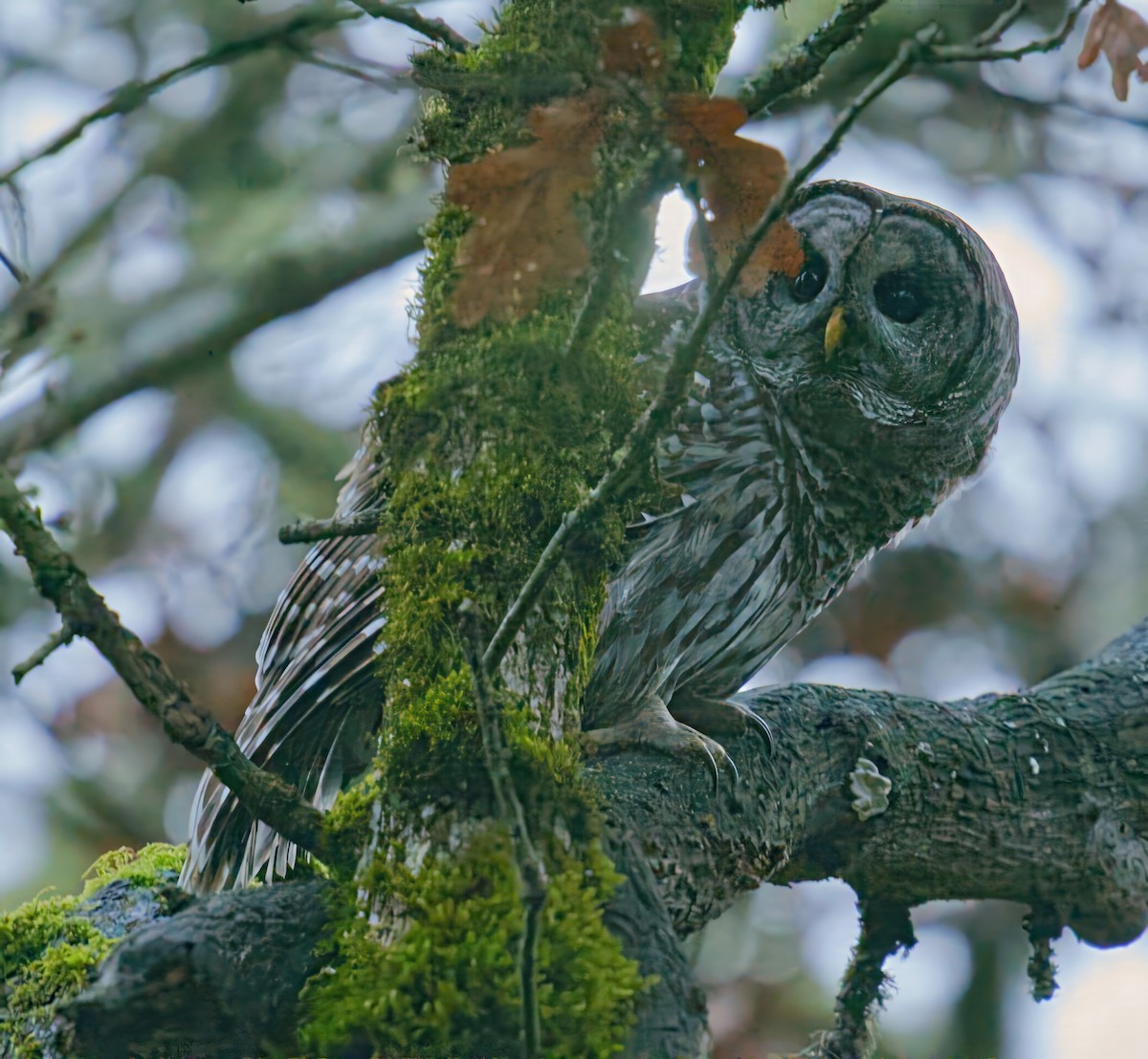 Barred Owl - ML646567166