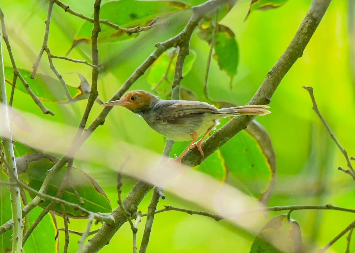 Zeytin Sırtlı Terzikuşu - ML646567176
