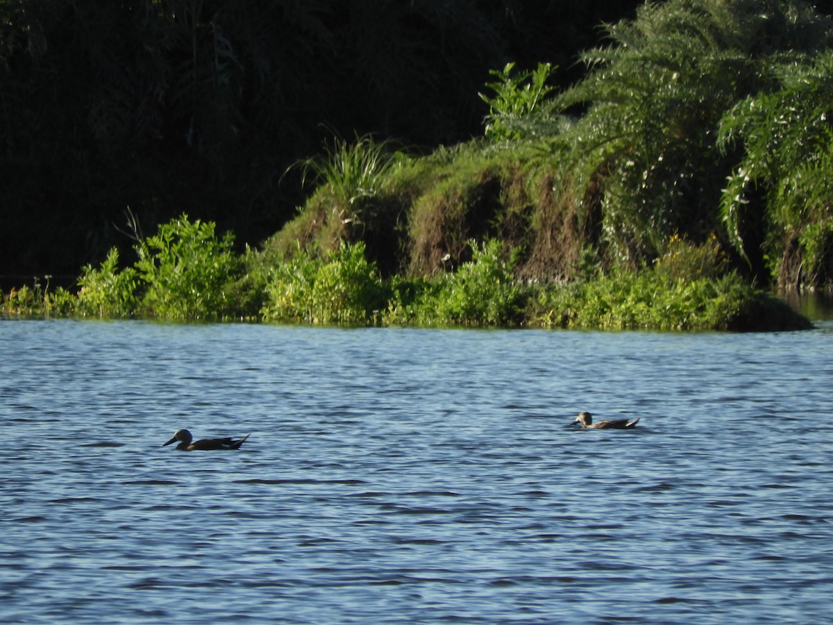 Red Shoveler - ML646567177