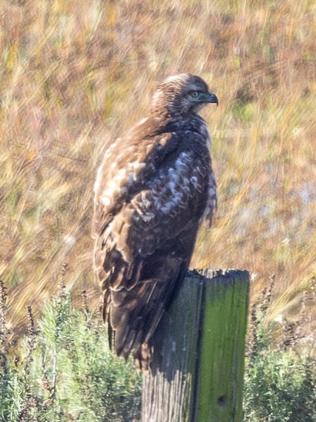 Red-tailed Hawk - ML646567178