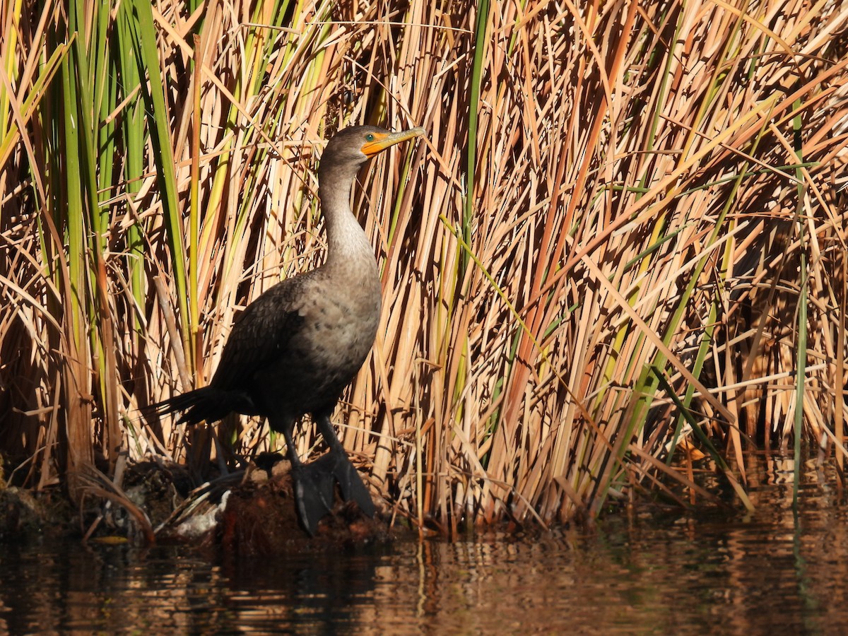 Double-crested Cormorant - ML646567179