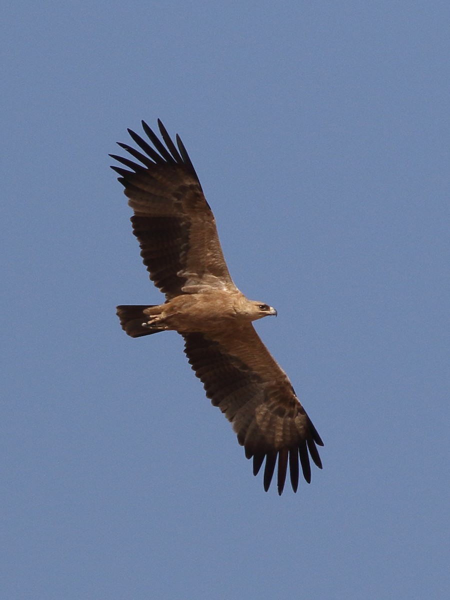 Tawny Eagle - ML646567181
