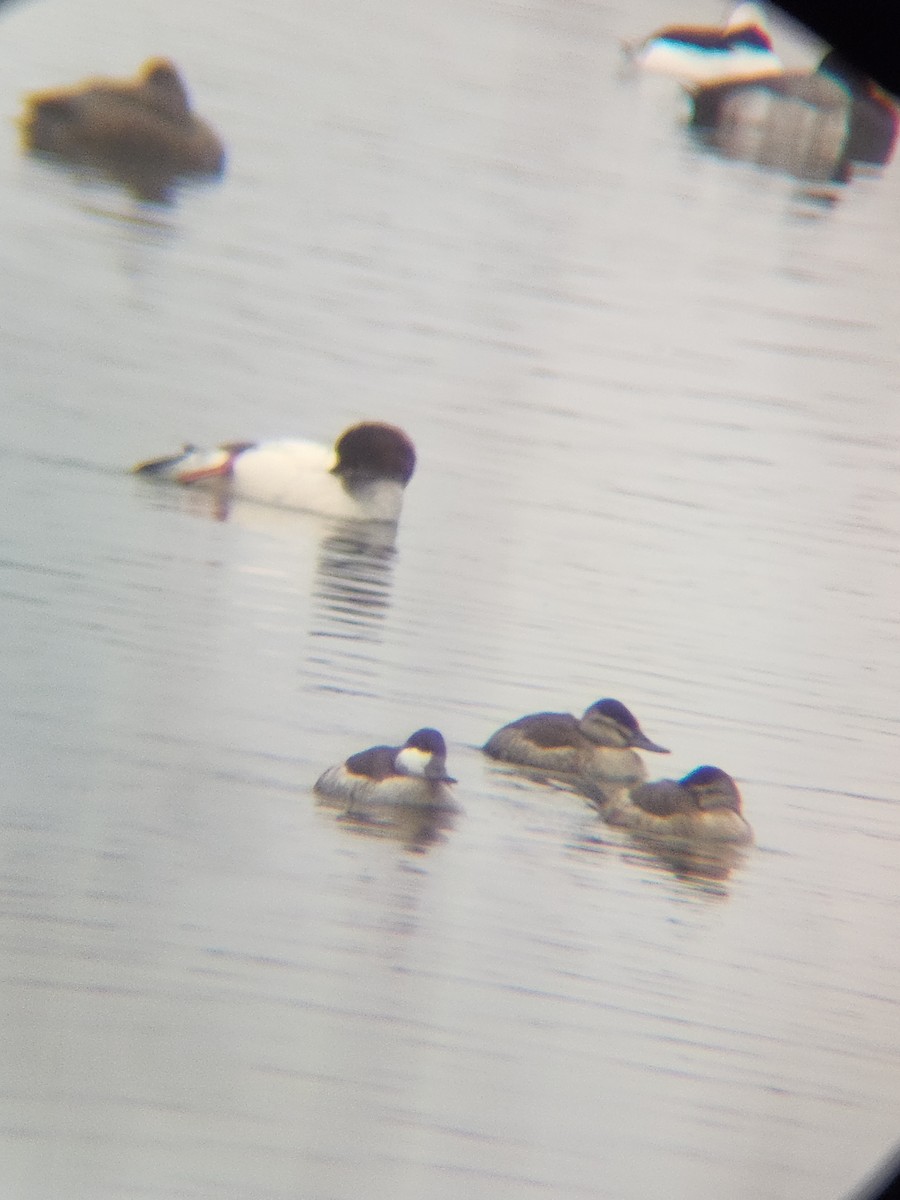 Американская савка - ML646567182