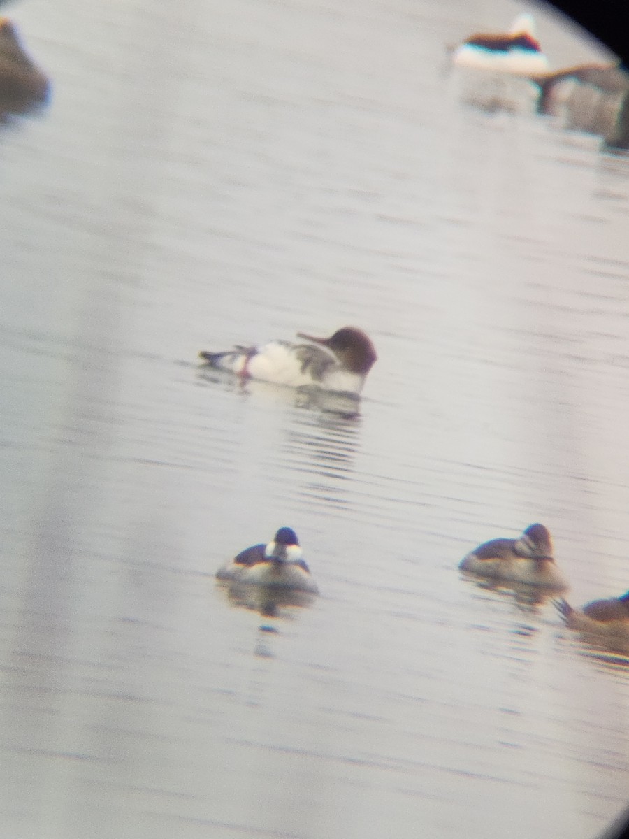 Американская савка - ML646567183